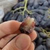 Nho móng tay (đen) nhập khẩu